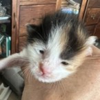 こねこ