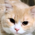 だい