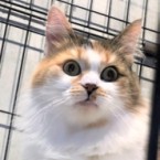 エルサ
