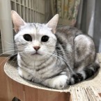 チョロン