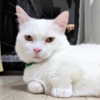 ティッシュ