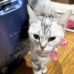 ショコナ