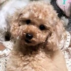 ビション