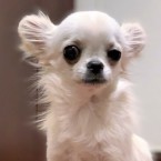 プチオ