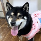 つきの
