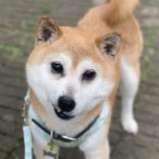 きらり