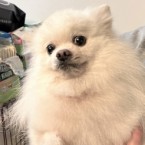 シャロン