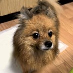 もどり