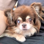 チョリ