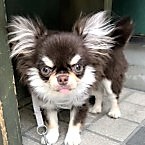 GOちゃん