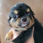 こまり