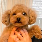 ツムツム
