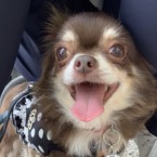 フレッシュ