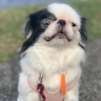 ツン