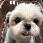 ニコラ