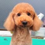 リッペ
