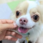 アミカ