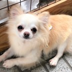 つじおかちゃん