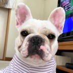 ピオニー