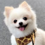 クリントン