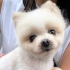 マンダリン