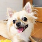 チビコ