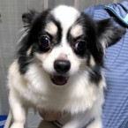 ゾン