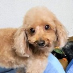 パピュー