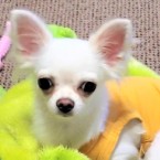 リー