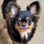 ピオン
