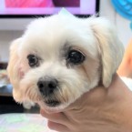 あいね