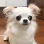 メイア