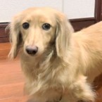 リース
