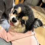 ヘニョ