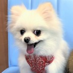 さくの