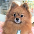 パピモッチ