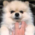 わさ