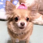 ルリル