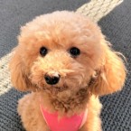 ちくわぶ