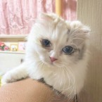 いくら