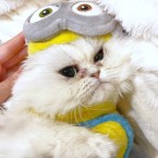 プリュネル
