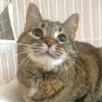 みど