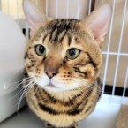 タケ