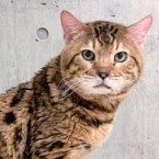 太陽