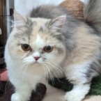 ひよこ