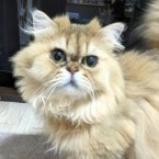 あさな
