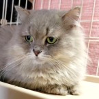 ショウチ