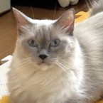 ななみん