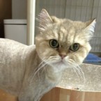 ちら