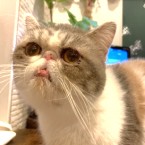 もみじ